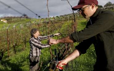 Desperate California wine growers are slashing prices on grapes