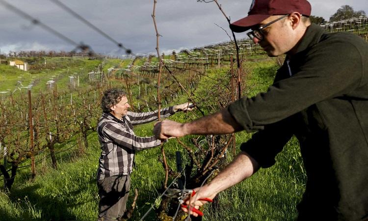 Desperate California wine growers are slashing prices on grapes