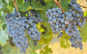 The Science of Heat Stress in Grapevines