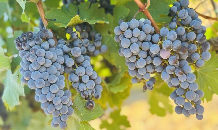 The Science of Heat Stress in Grapevines