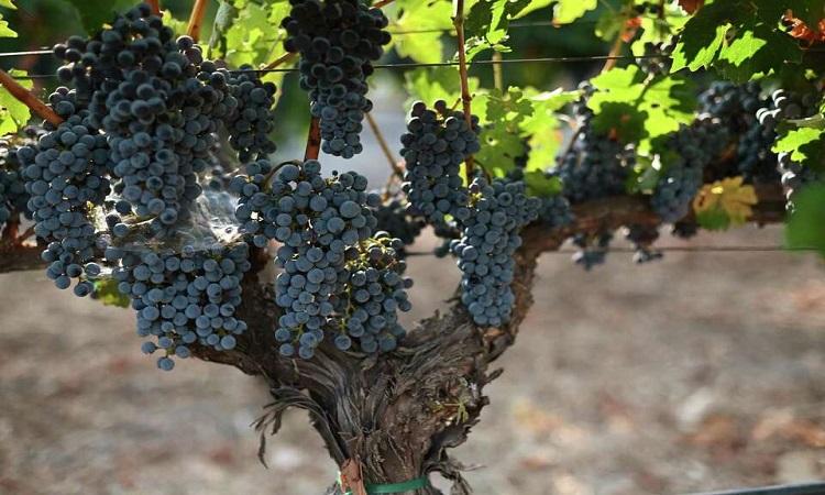 California wine conglomerate is selling off most of its wineries