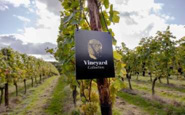 Virgin Wines unveils bespoke range after acquiring own vines