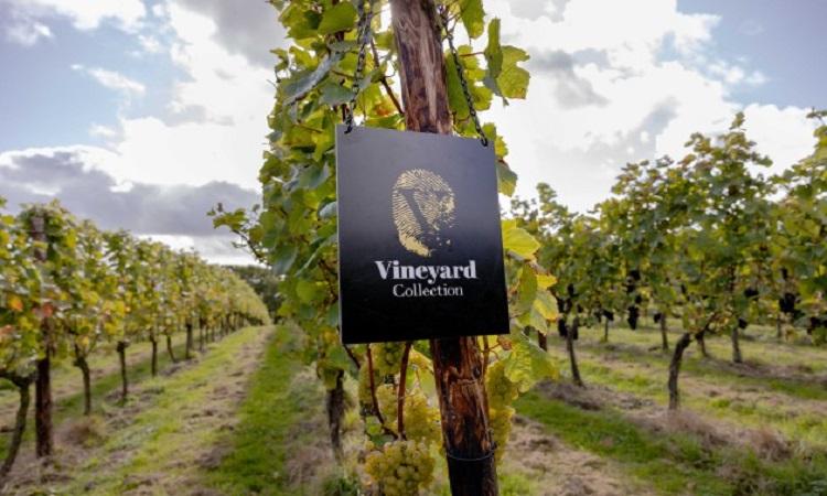 Virgin Wines unveils bespoke range after acquiring own vines